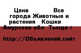 Zolton › Цена ­ 30 000 - Все города Животные и растения » Кошки   . Амурская обл.,Тында г.